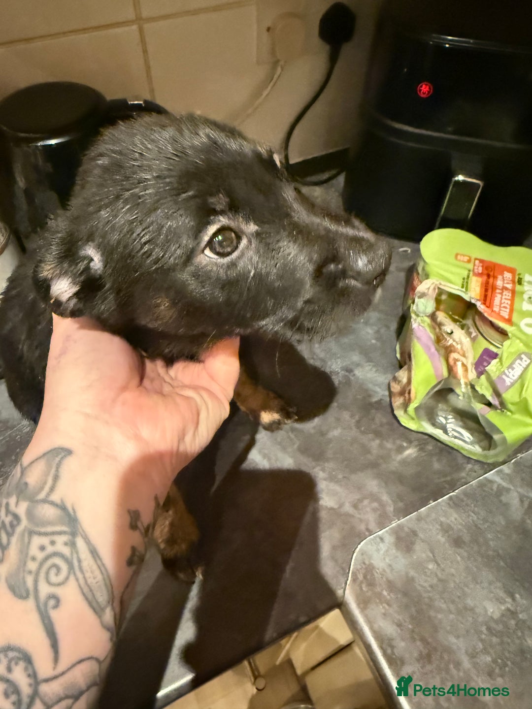 Mixed Breed dogs for sale: Cross breed Rottweiler puppies  - Advert 6