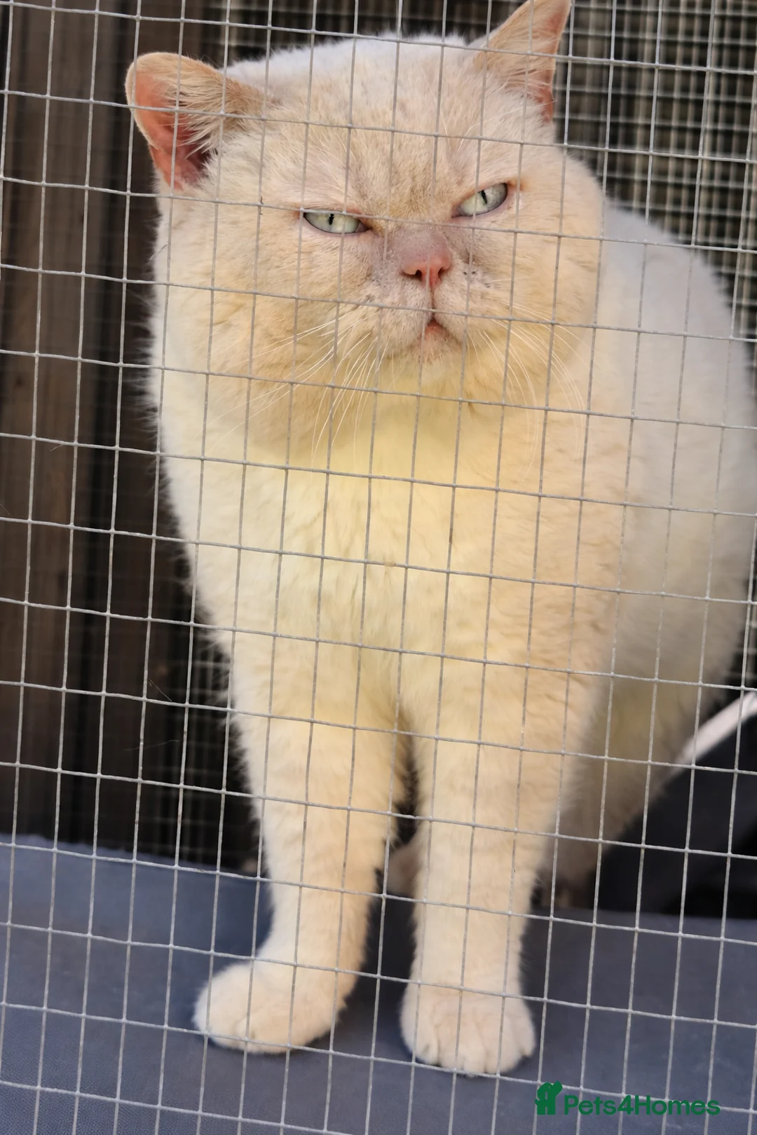 British Shorthair cats for stud: Cream of la crop! Blood group B. GCCF/TICA reg  - Advert 2