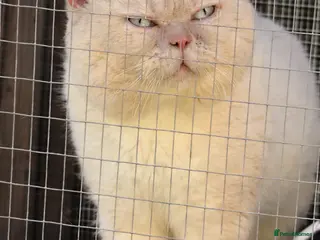 British Shorthair cats Cream of la crop! Blood group B. GCCF/TICA reg - Advert 1