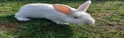 Mixed Breed rabbits for sale: Friendly dwarf-mix bunnies - Advert 10