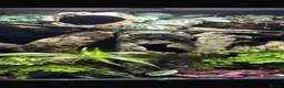 Gecko reptiles for sale: Crested gecko with set up - Advert 4