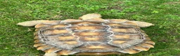Tortoise reptiles for sale: African sulcutta  - Advert 2