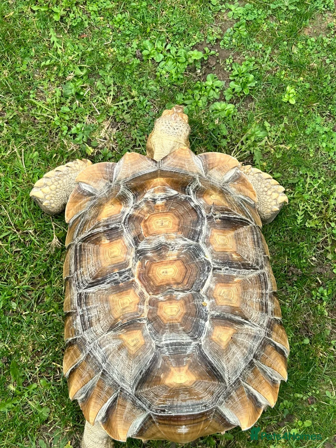 Tortoise reptiles for sale: African sulcutta  - Advert 2