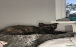 Ragdoll cats for sale: ragdoll - Image 3