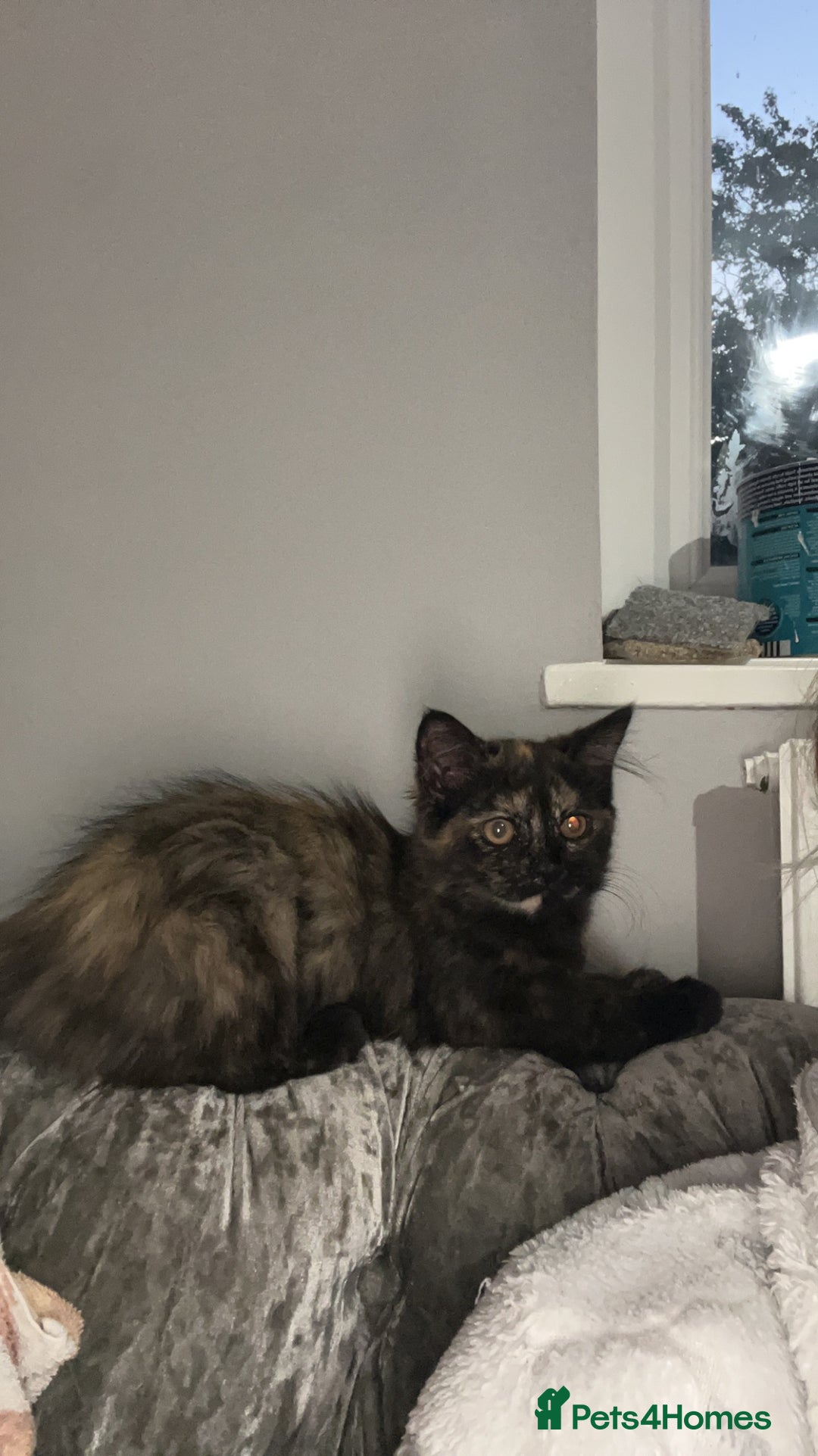 Ragdoll cats for sale: ragdoll - Image 3