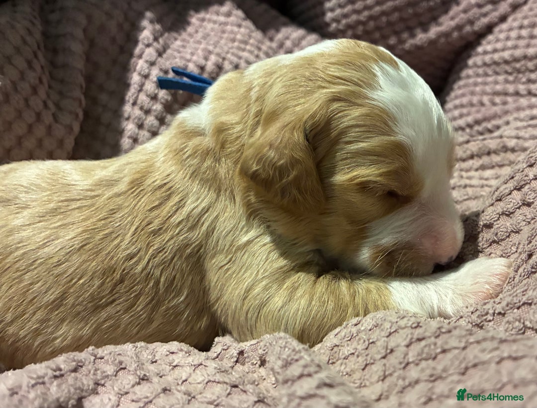 Australian Labradoodle dogs for sale: Australian Labradoodle, exceptional homes only - Advert 9