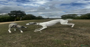 Whippet dogs - Advert 1