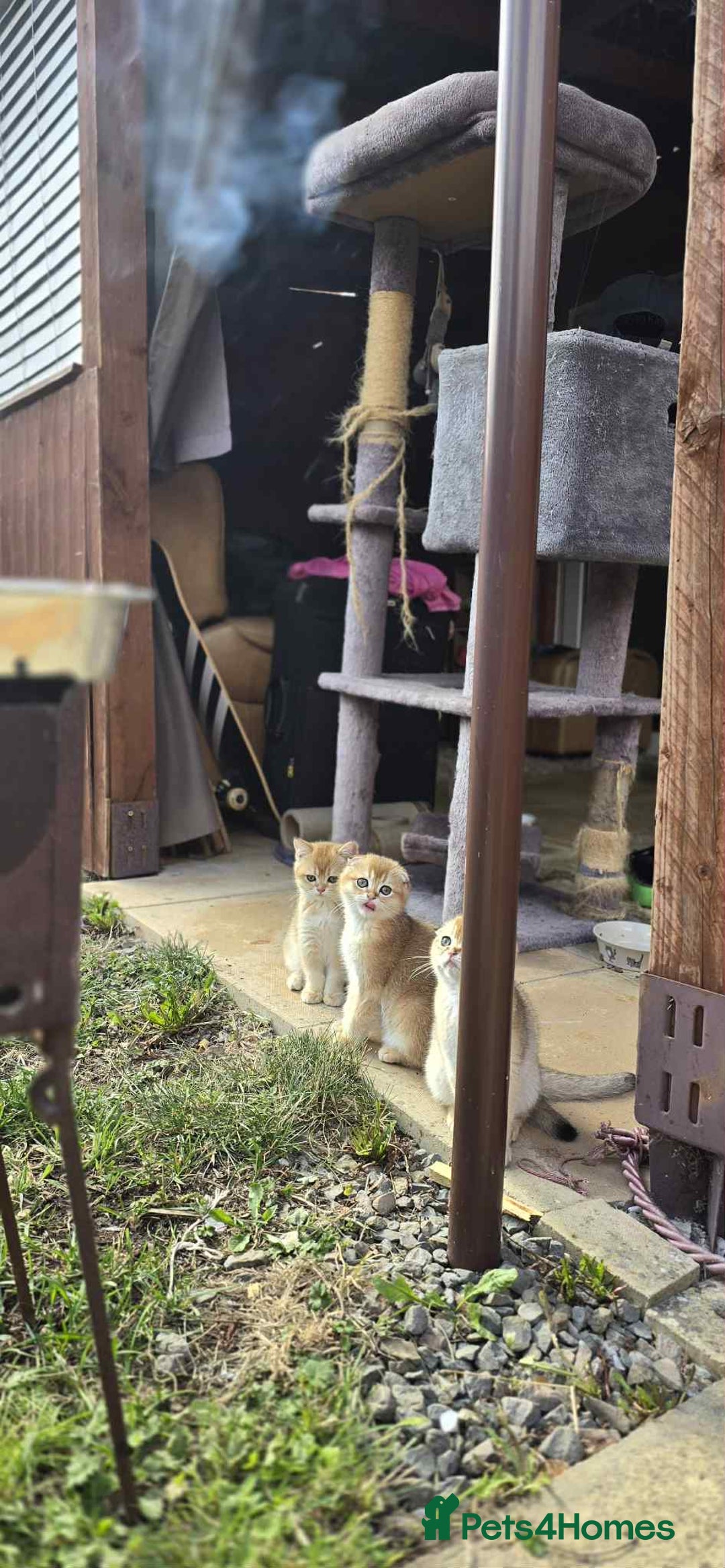 Scottish Fold cats for sale: 1male  1 female READY TO COLLECT - Image 4