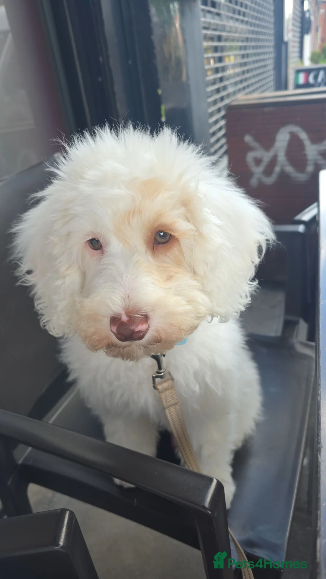 Schnoodle dogs for sale: 5 month old boy schnoodle - Advert 4