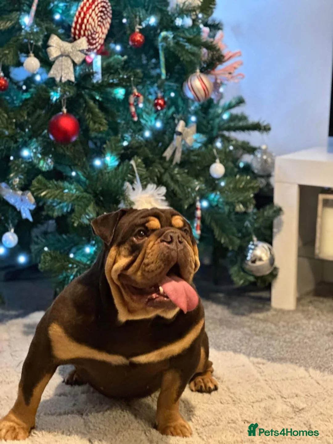 English Bulldog dogs for sale: 🏆Elite 2 KC British bulldog - Advert 2