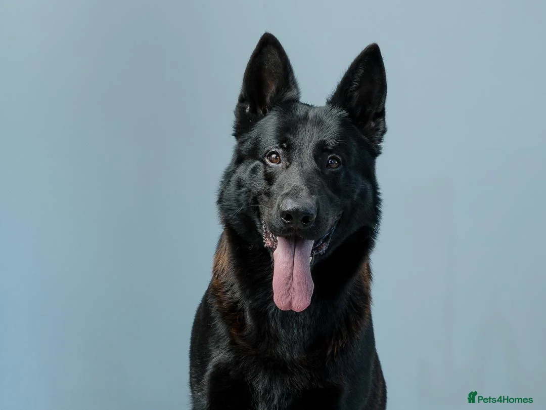 German Shepherd dogs for sale: KC German shepherd straight backed litter - Advert 2