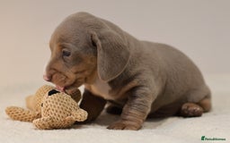 Miniature Dachshund dogs for sale: 5StarsLicensed+KC+PRAClear+VetChecked - Image 38
