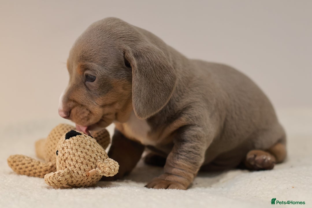 Miniature Dachshund dogs for sale: 5StarsLicensed+KC+PRAClear+VetChecked - Image 38