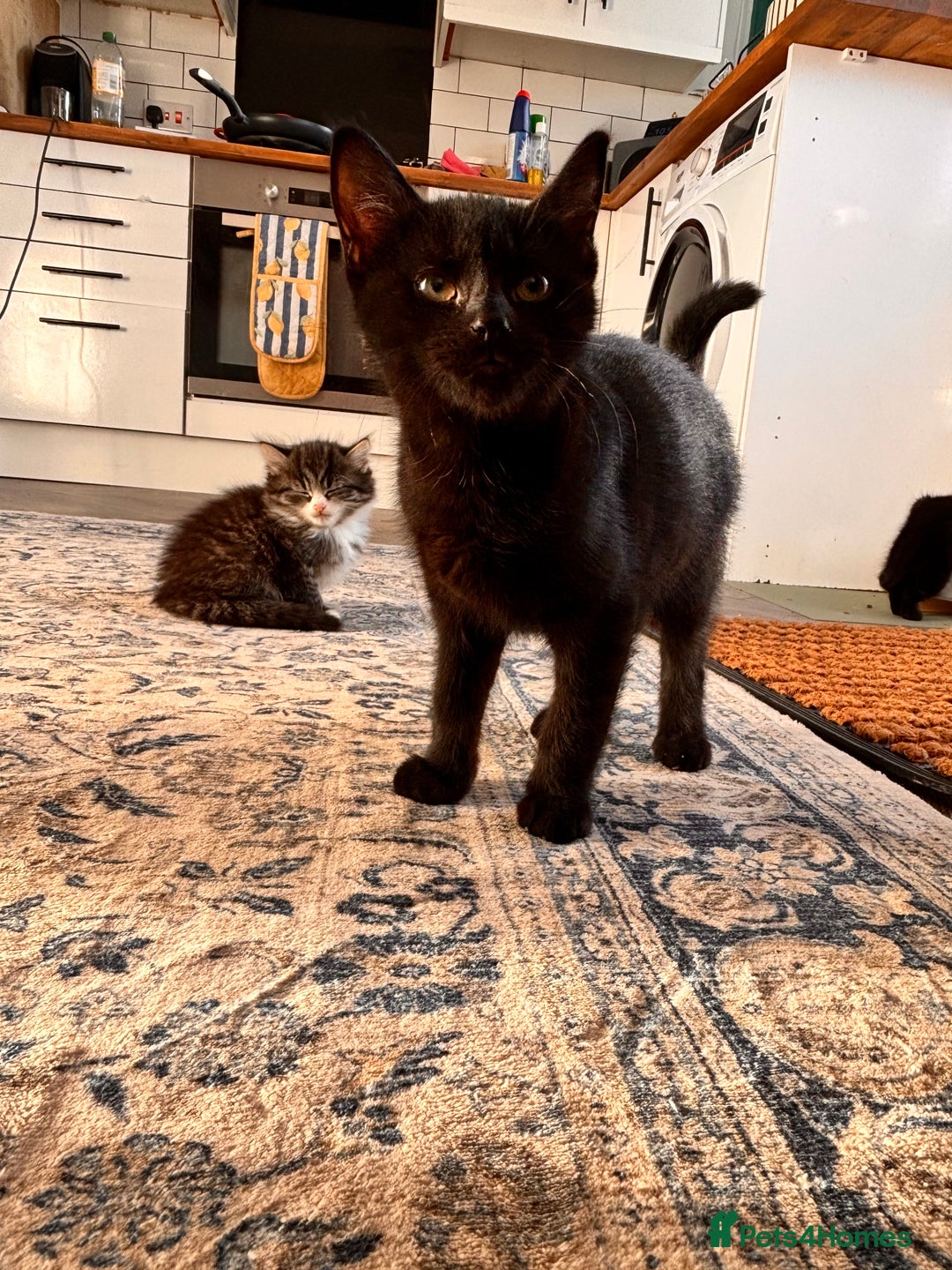 Mixed Breed cats for sale: Kittens for Sale  - Advert 11