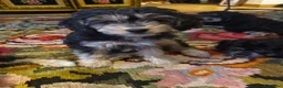 Mixed Breed dogs for sale: Rare Absolutely Stunning Phantom Cavapoo - Advert 12