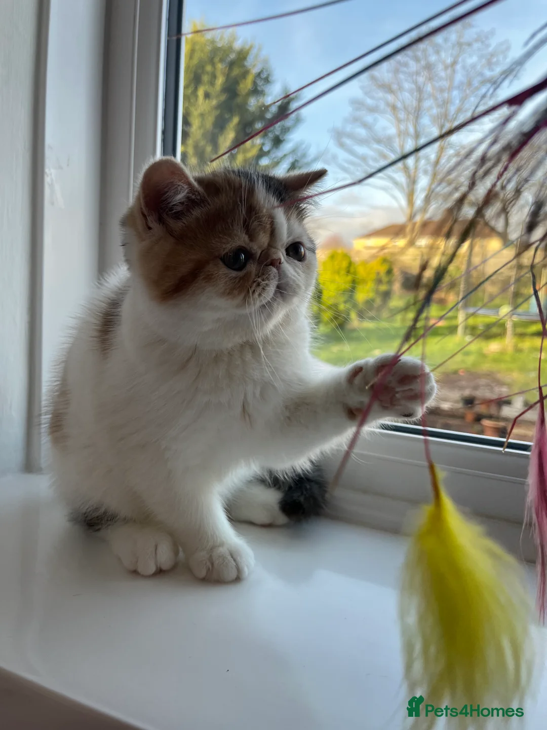 Persian cats for sale: Beautiful exotic CFA registered kittens - Advert 10