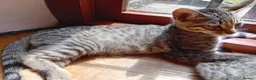 Bengal cats for sale: 🧡 Kitten Seeking One Well-Trained Human... 🐾 - Advert 15