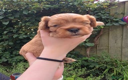 Cavalier King Charles Spaniel dogs for sale: Beautiful female cavalier king charles spaniels - Image 3