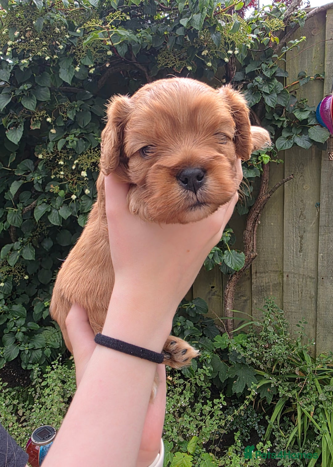 Cavalier King Charles Spaniel dogs for sale: Beautiful female cavalier king charles spaniels - Image 3