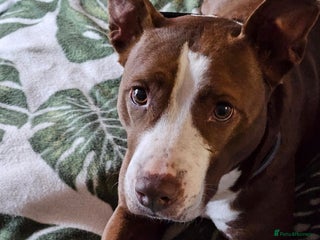 Mixed Breed dogs HELP 🚨 Foster Home Needed. in Hengoed - Advert 1