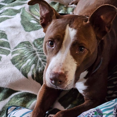 Mixed Breed dogs HELP 🚨 Foster Home Needed. in Hengoed - Advert 3