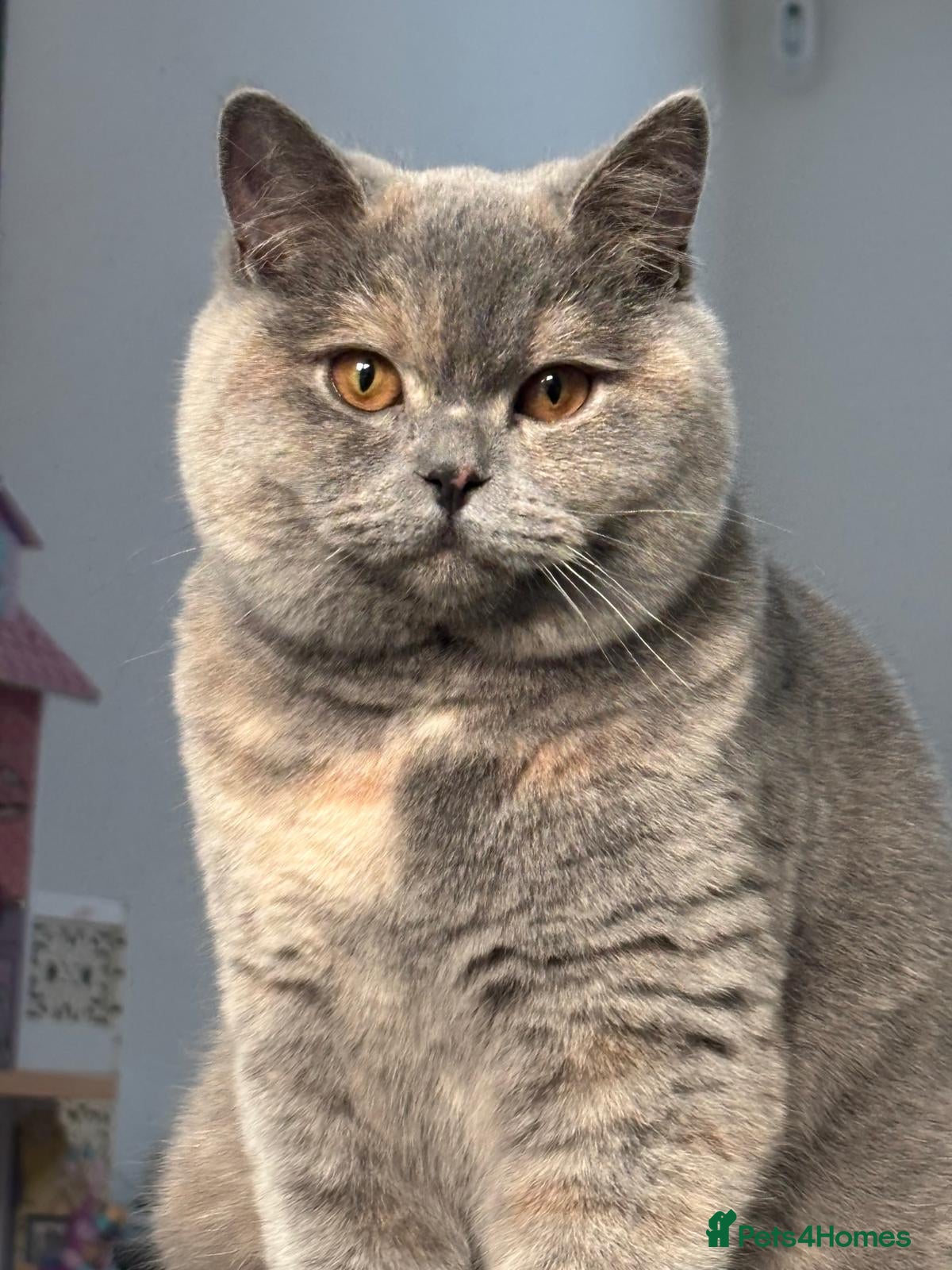 British Shorthair cats British Short hair - Advert 1