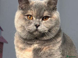 British Shorthair cats British Short hair - Advert 1