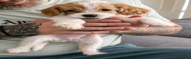 Mixed Breed 4