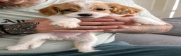 Mixed Breed dogs for sale: 4 gorgeous puppies for sale. - Advert 5