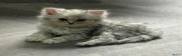 Persian cats for sale: Beautiful long haired Persian Kittens - Advert 36
