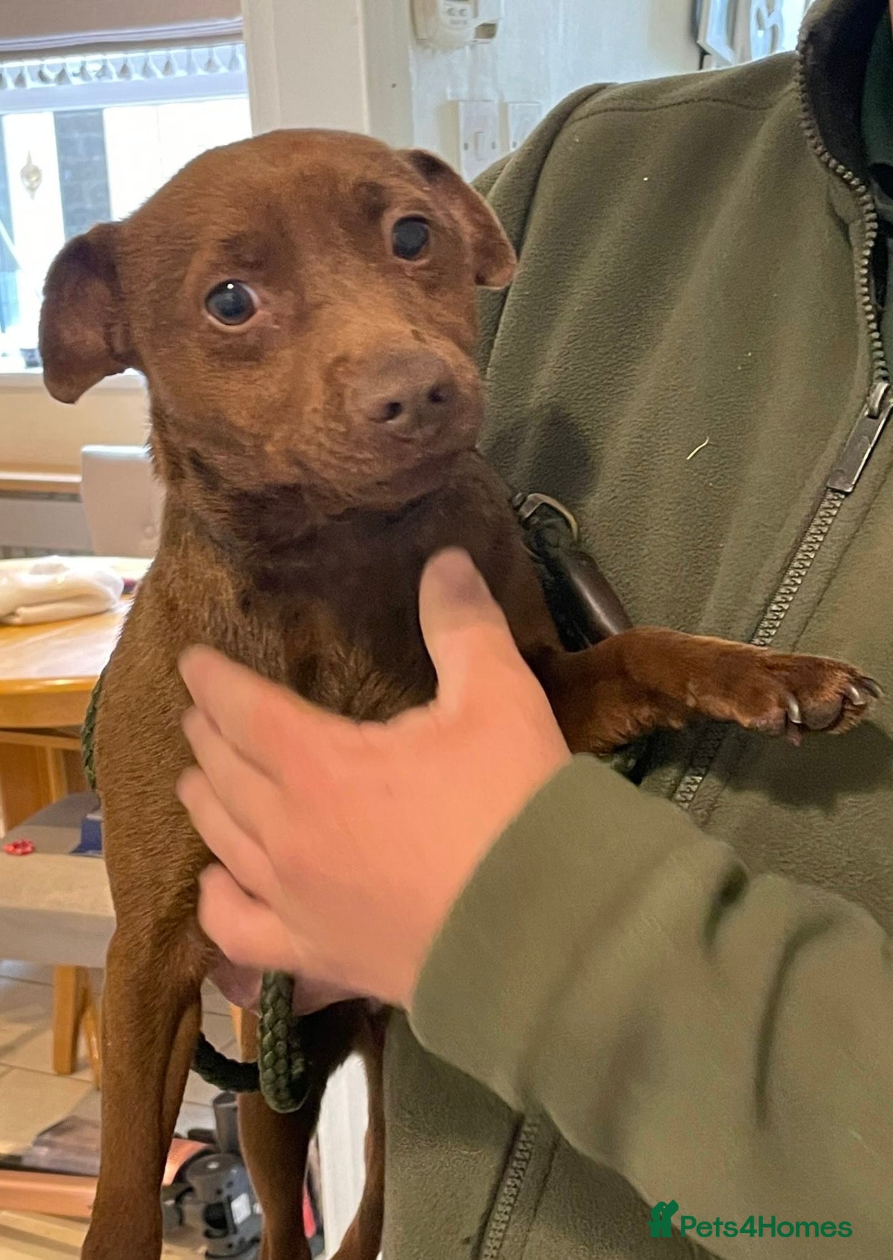 Patterdale Terrier dogs Patterdale terrier - Advert 3