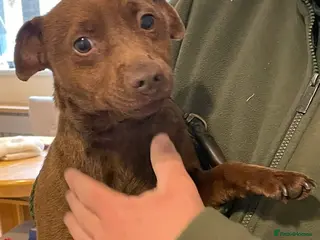 Patterdale Terrier dogs Patterdale terrier - Advert 3