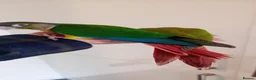 Conures birds for sale: Handreared green cheek conures for sale - Advert 6