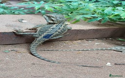 Bearded Dragon reptiles for sale: Baby bearded dragons  - Image 2