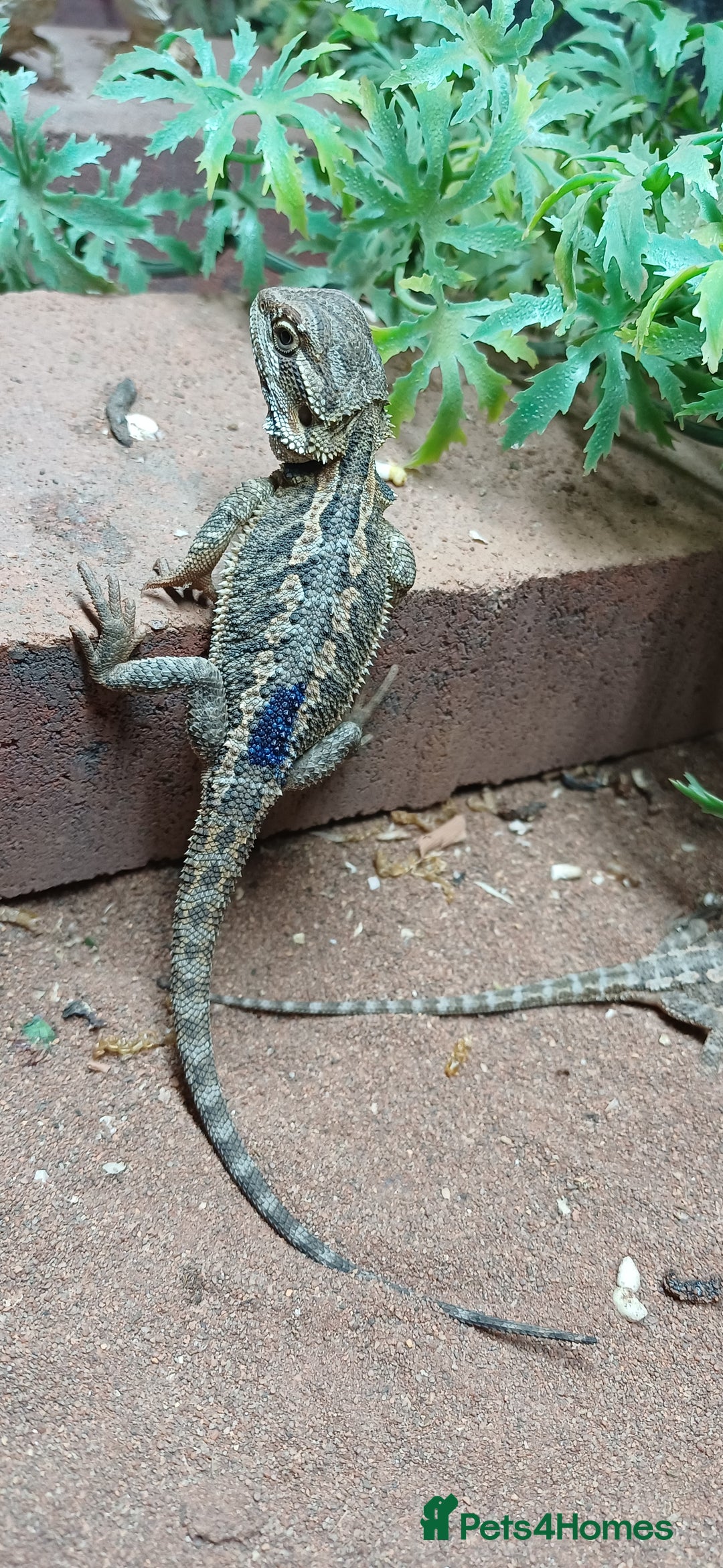 Bearded Dragon reptiles for sale: Baby bearded dragons  - Image 2