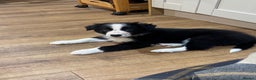 Border Collie dogs for sale: KC Registered Border Collie puppies - Advert 11