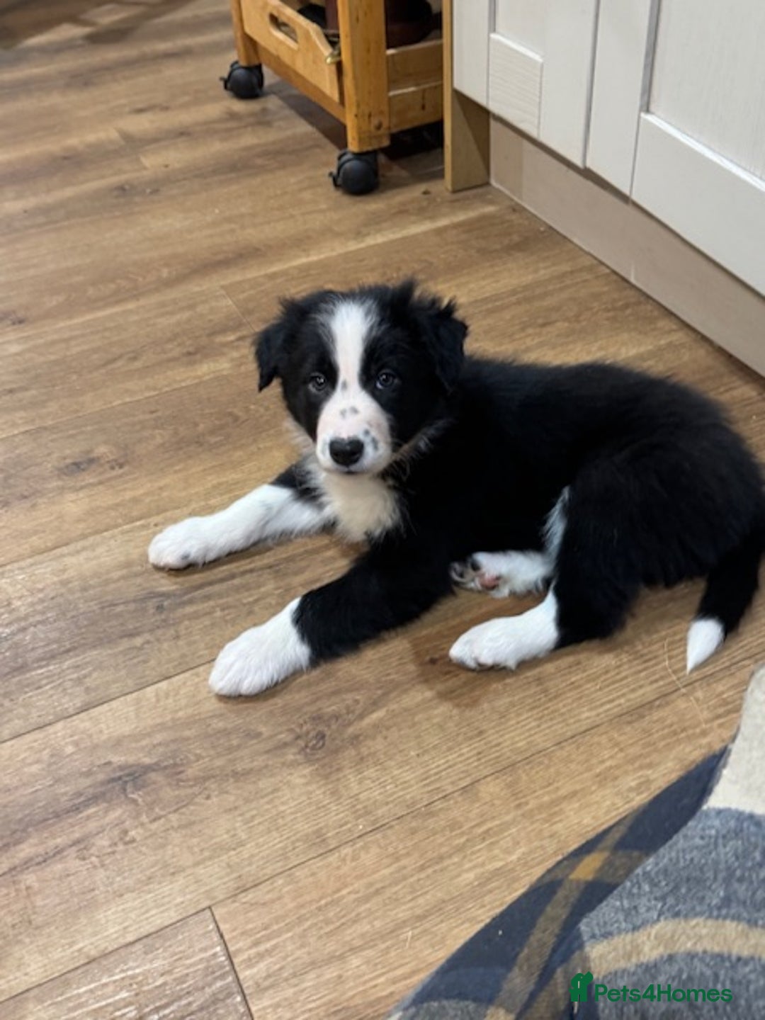 Border Collie dogs for sale: KC Registered Border Collie puppies - Advert 11