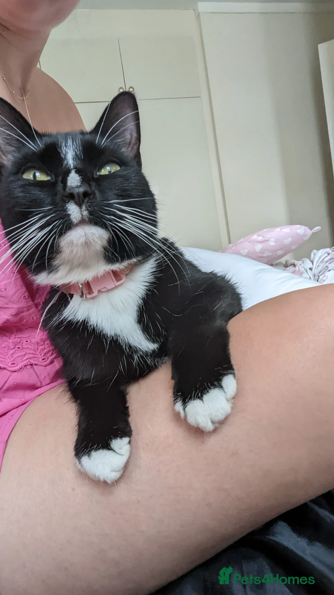 Mixed Breed cats for sale: 5 year old female cat mixed breed - Advert 2