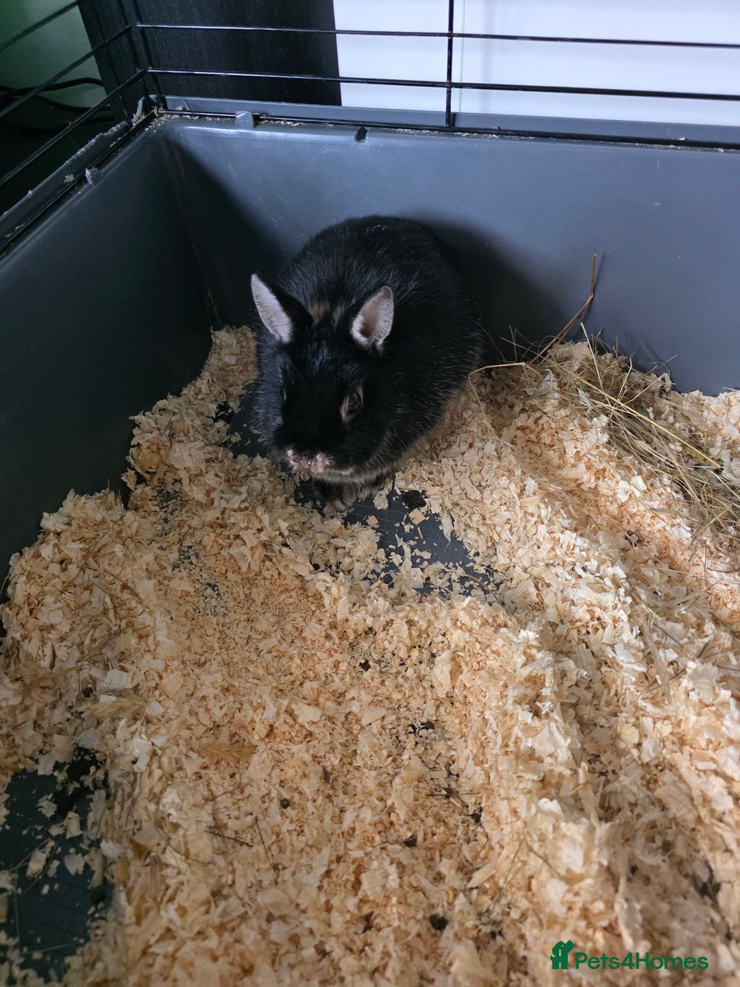 Netherland Dwarf rabbits for sale: Netherland dwaf  - Advert 2