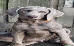 Pointer dogs for sale: 2 KC Registered Pointer Puppies - Image 4