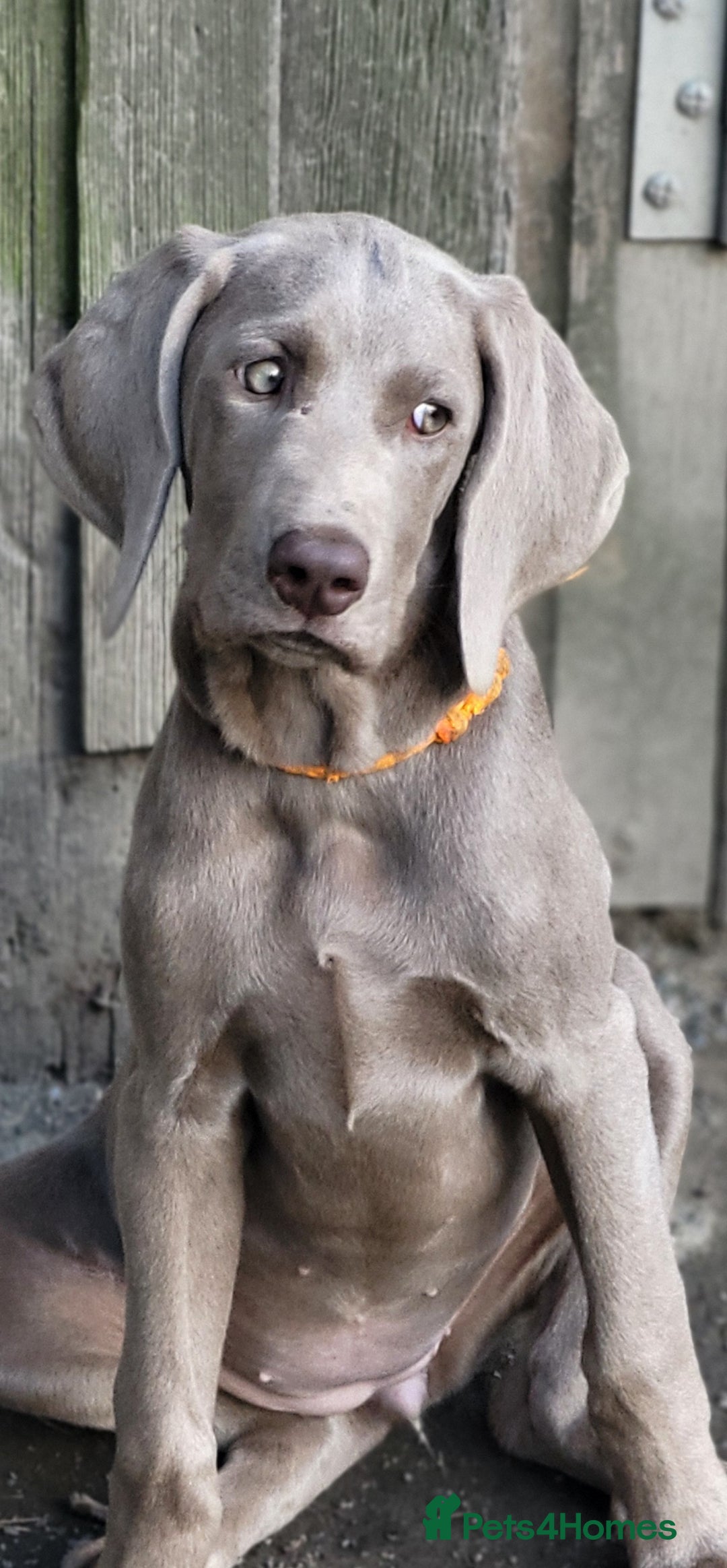 Pointer dogs for sale: 2 KC Registered Pointer Puppies - Image 4