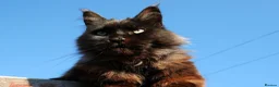 Mixed Breed cats for sale: 🐱 Beautiful Half Maine Coon Kitten For Sale in Llanfairpwllgwyngyll - Advert 2