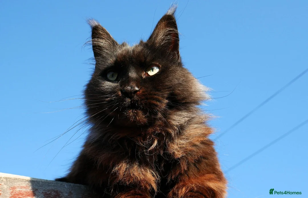 Mixed Breed cats for sale: 🐱 Beautiful Half Maine Coon Kitten For Sale in Llanfairpwllgwyngyll - Advert 2