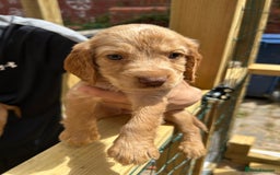 Cocker Spaniel dogs for sale: Kc cocker spaniels  - Image 7