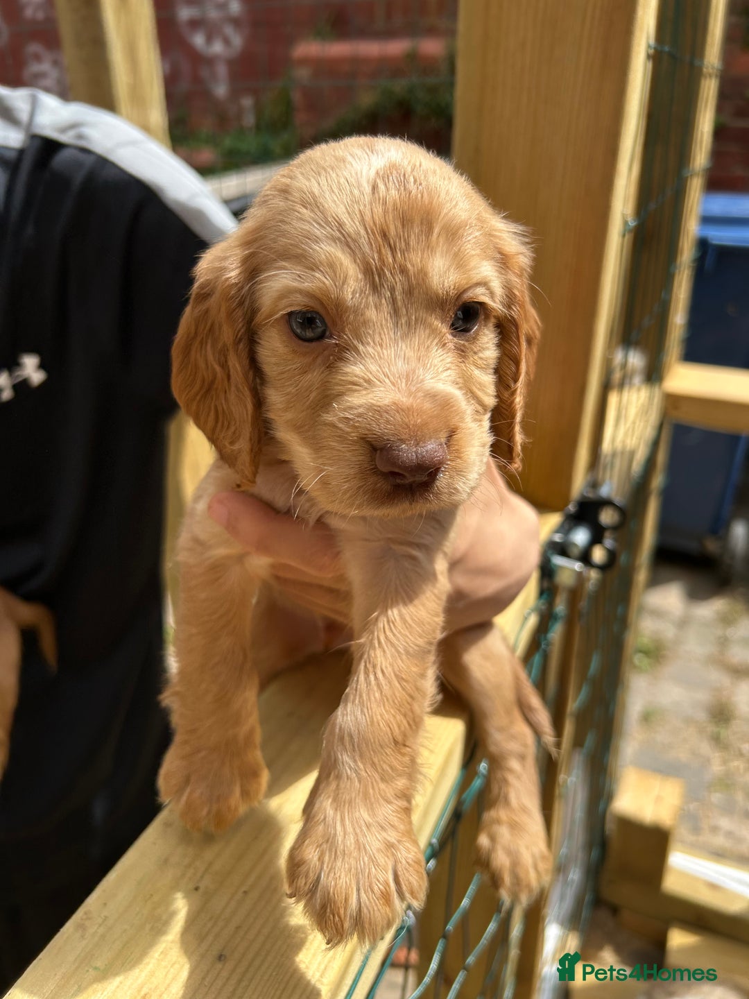 Cocker Spaniel dogs for sale: Kc cocker spaniels  - Image 7
