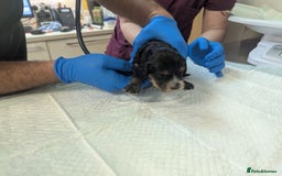 Cockapoo dogs for sale: •F1B Cockapoo Pups - Black & Tan - Ready 19th Dec• - Image 12