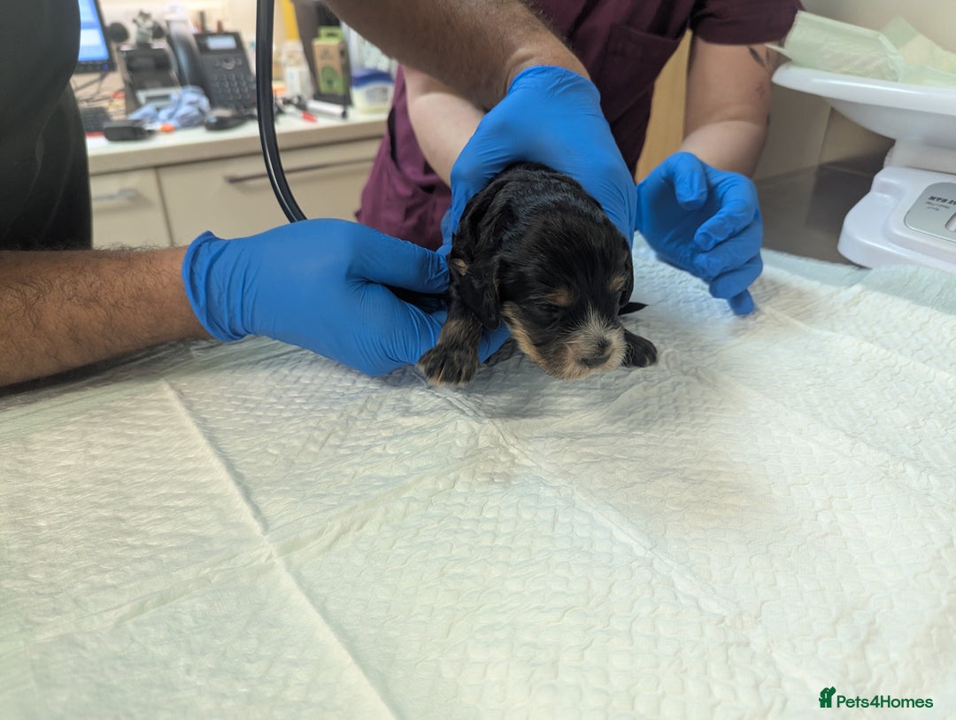 Cockapoo dogs for sale: •F1B Cockapoo Pups - Black & Tan - Ready 19th Dec• - Image 12