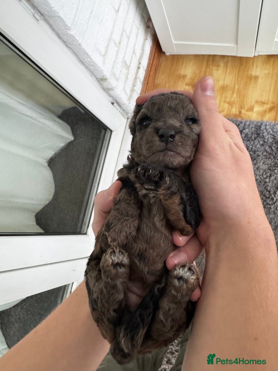 Miniature Poodle dogs for sale: Striking merle and black Miniature Poodle Puppies - Advert 31