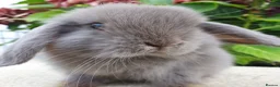 Mini Lop rabbits for sale: Baby mini lop boy available now - Advert 5