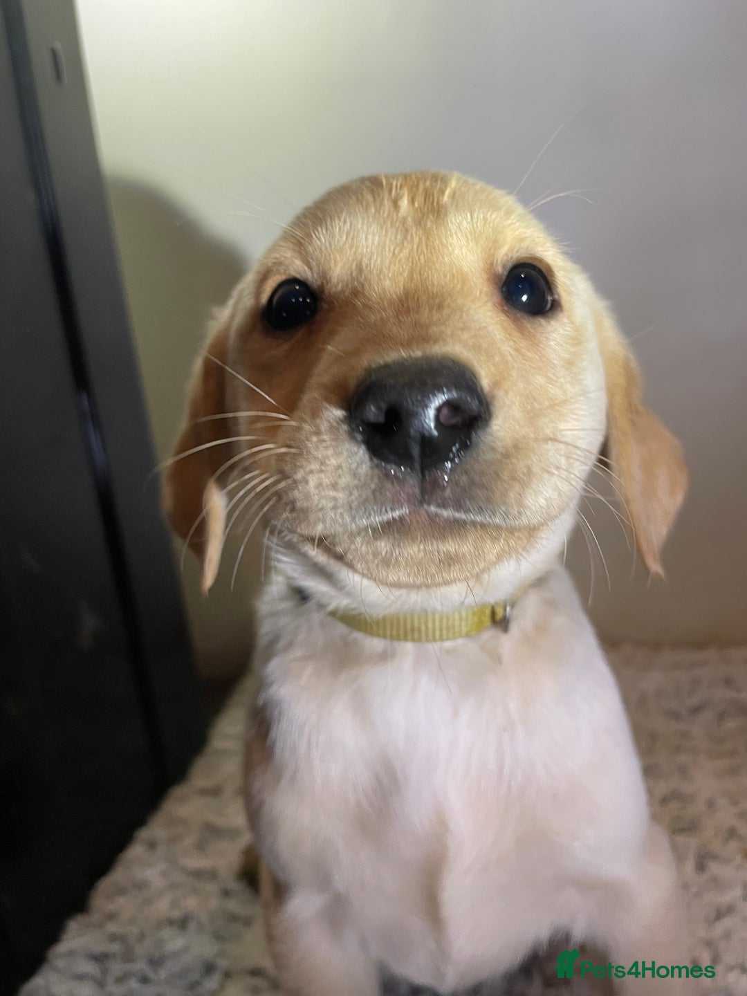 Labrador Retriever dogs for sale: Reduced to 1200 Ready to go now   - Advert 29